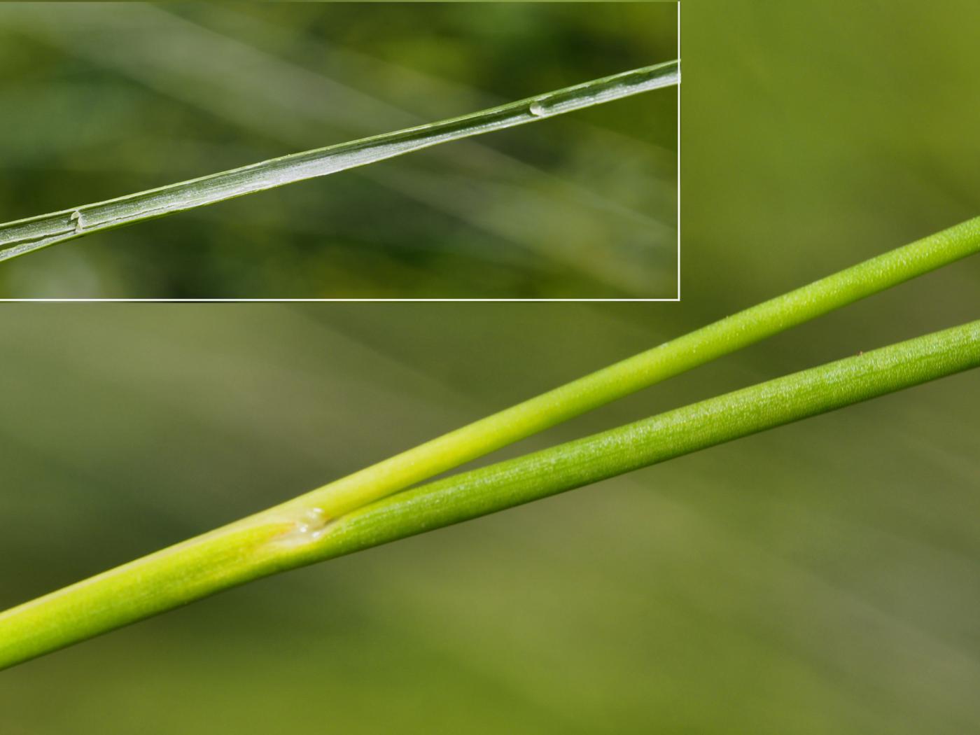 Rush, Sharp-flowered leaf